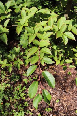 Stewartia pseudocamellia var. Koreana - stewartie pseudokaméliovitá - listy